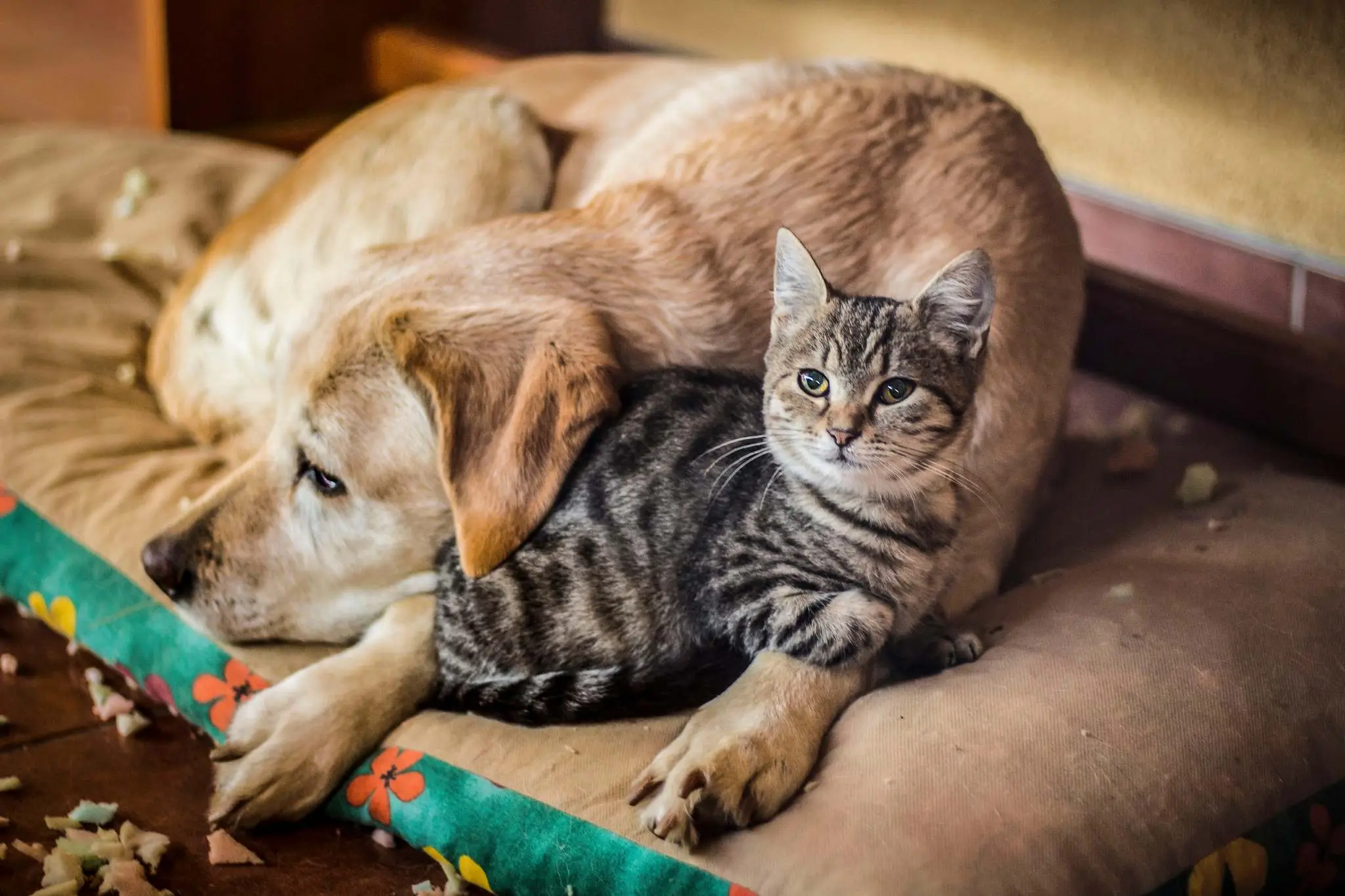 Искусство любить и помогать: арт-пикник «Давай поможем» в поддержку бездомных животных пройдет в Алматы Искусство любить и помогать: арт-пикник «Давай поможем» в поддержку бездомных животных пройдет в Алматы